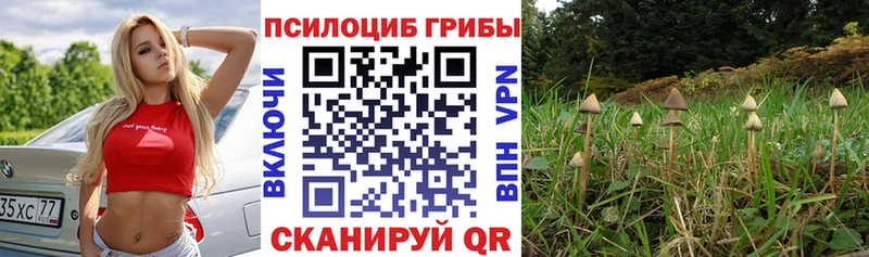 Купить  Катав-Ивановск  Галлюциногенные грибы прущие грибы 